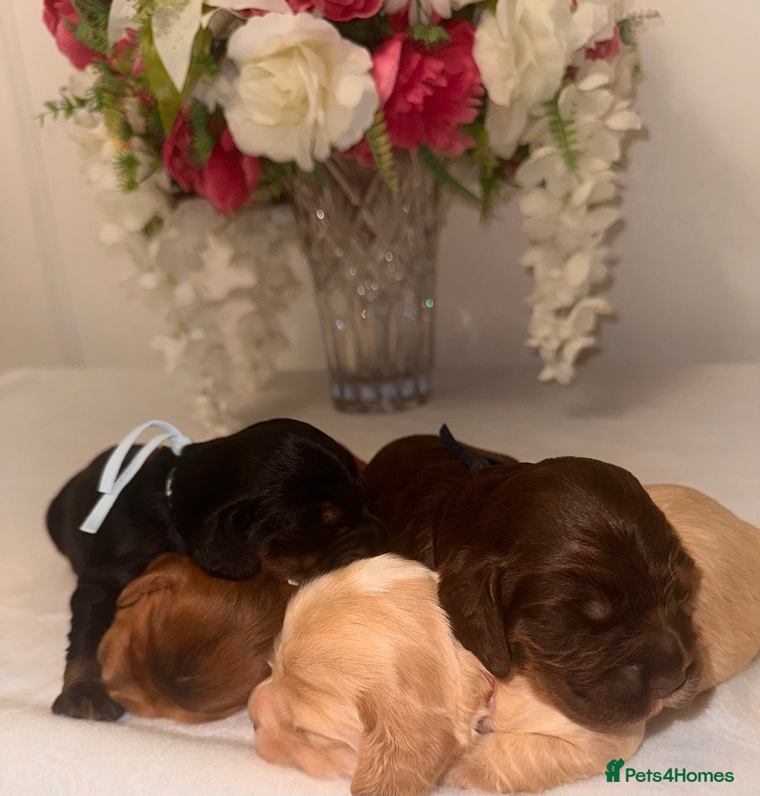 Cocker Spaniel dogs for sale: 🐶🐾beautiful show cocker spaniel puppy’s 🐶🐾 - Image 20