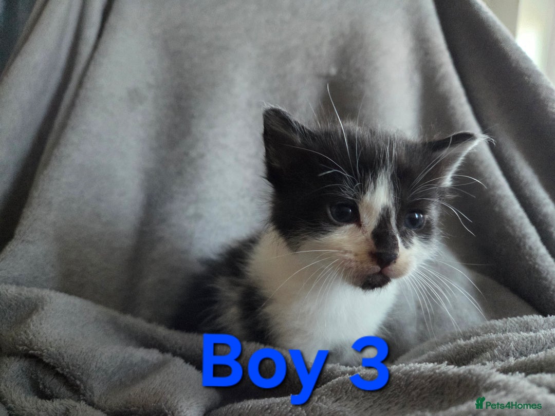 Mixed Breed cats for sale: 5 Fabulous kittens - Advert 8