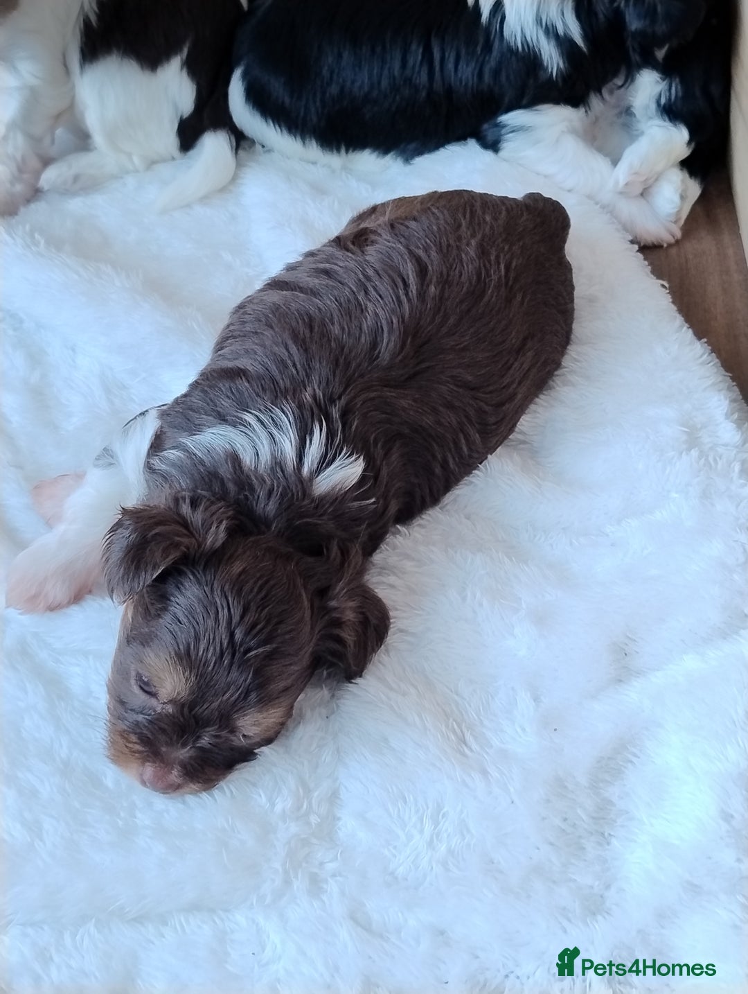 Biewer Terrier dogs for sale: 4 biewer Yorkshire terrier puppies for sale  - Advert 6