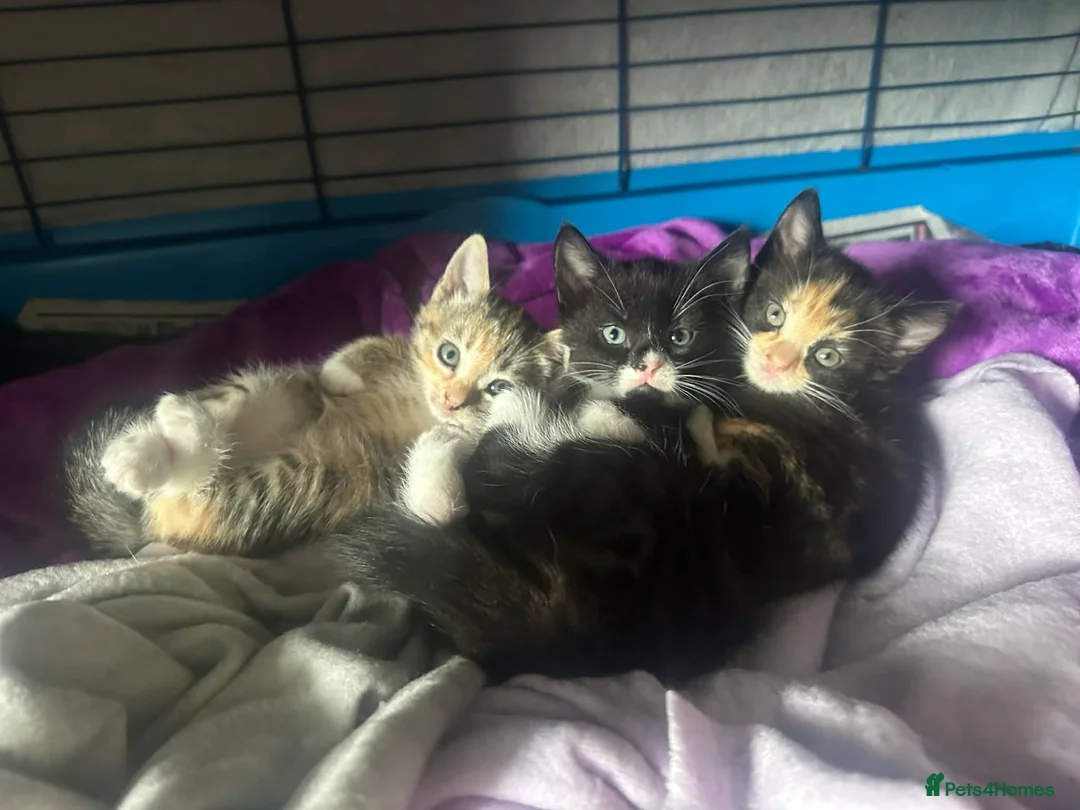 Mixed Breed cats for sale: 3 kittens for sale. in Newton Abbot - Advert 2