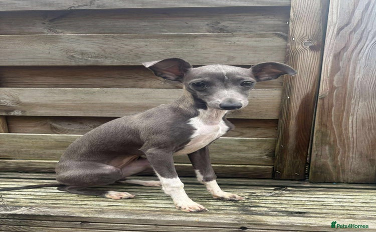 Italian Greyhound dogs - Advert 1