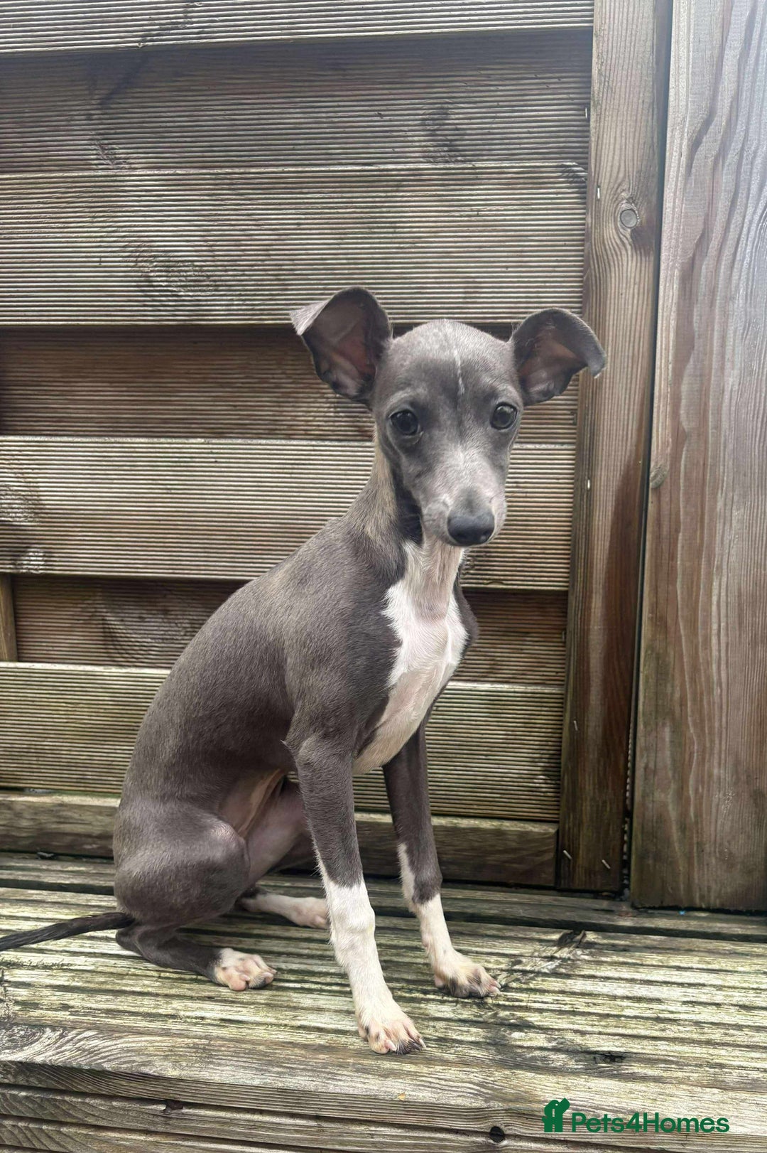 Italian Greyhound dogs for sale: Italian Greyhound  - Image 1