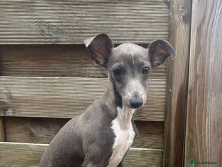 Italian Greyhound dogs - Advert 4