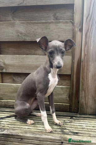 Italian Greyhound dogs - Advert 4
