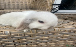 Mini Lop rabbits for sale: Gorgeous mini lop bucks available . - Image 3