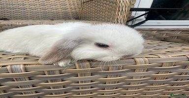 Mini Lop rabbits - Advert 16