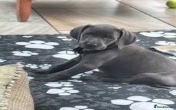 Weimaraner dogs for sale: KC Weimaraner puppies  - Image 9