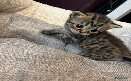Persian cats for sale: Persian mother tabby daddy - Image 5