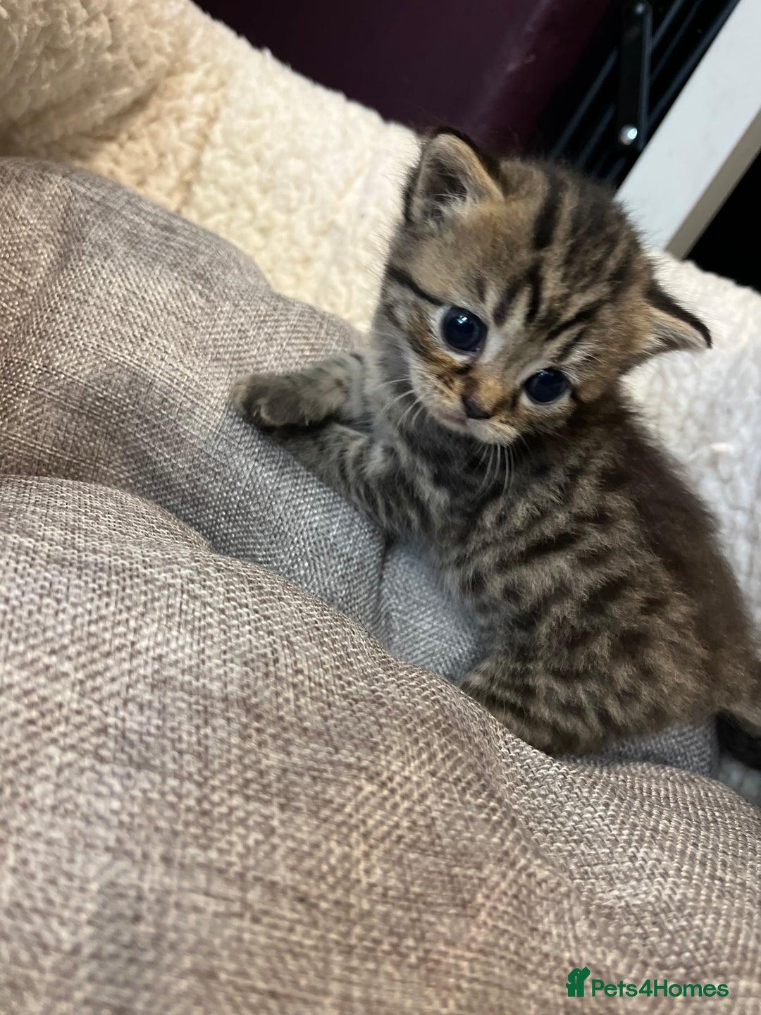 Persian cats for sale: Persian mother tabby daddy - Image 5
