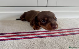 Miniature Dachshund dogs for sale: KC champ lines miniature smooth dachshund puppies - Image 13