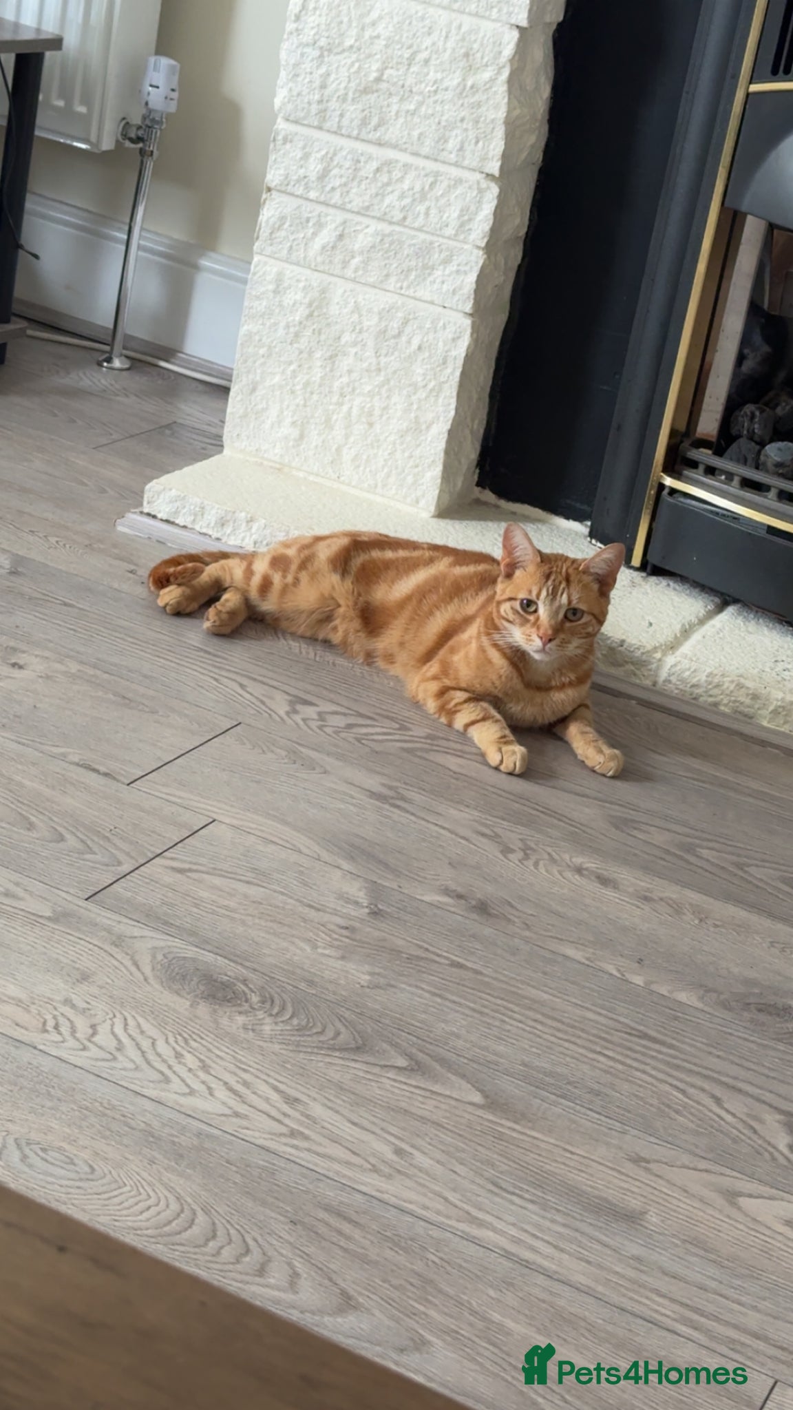 Mixed Breed cats Simba - Advert 5