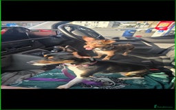 Jack Russell dogs for sale:  Active home or working environment needed - Advert 5