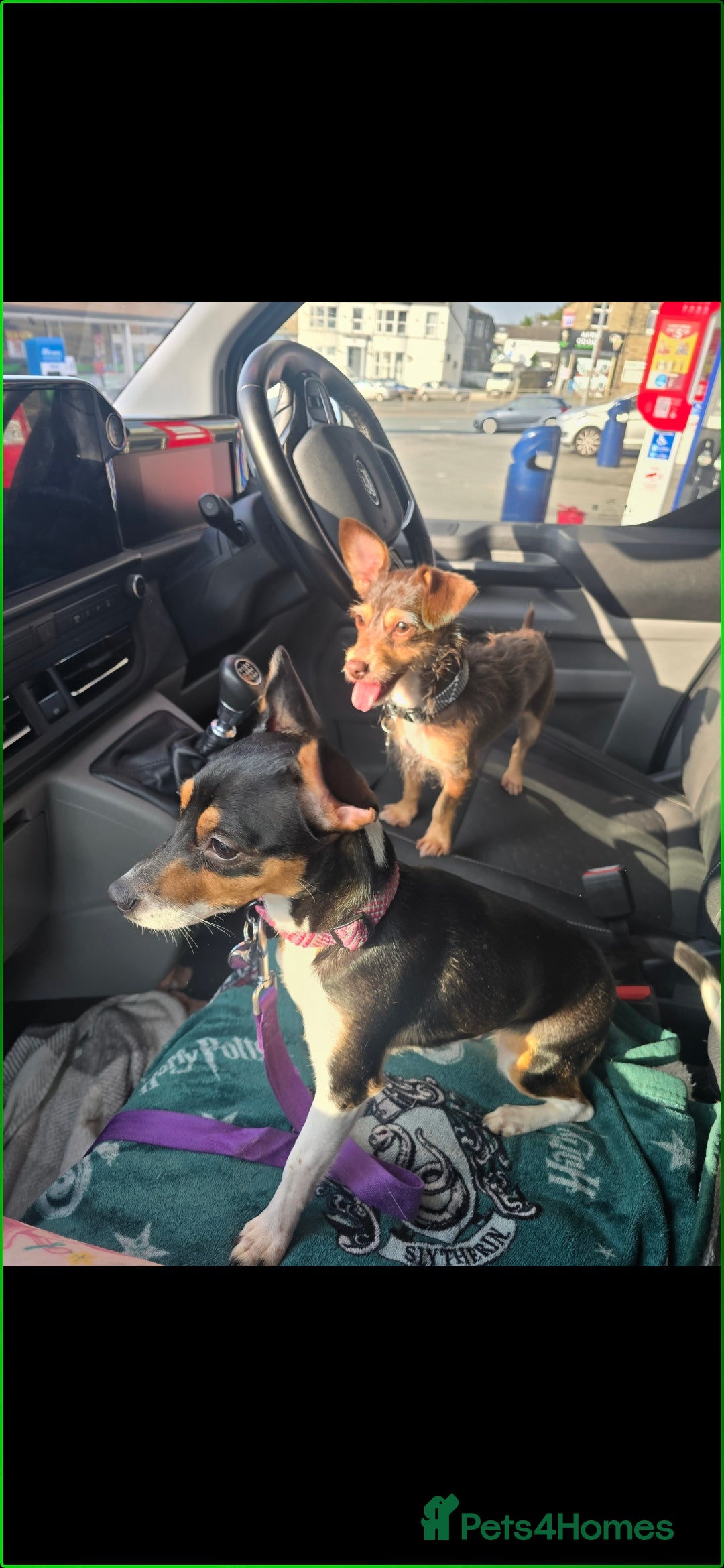 Jack Russell dogs for sale:  Active home or working environment needed - Advert 5