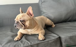 French Bulldog dogs for stud: 🌟🔥LILAC PLATINUM KC REG FRENCH BULLDOG STUD🔥🌟 in Uxbridge - Image 11