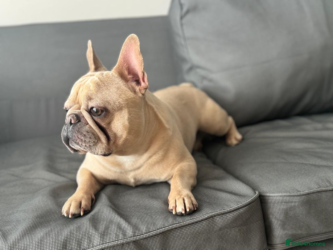 French Bulldog dogs for stud: 🌟🔥LILAC PLATINUM KC REG FRENCH BULLDOG STUD🔥🌟 in Uxbridge - Image 11