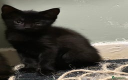 Domestic Shorthair cats for sale: Cute kittens in Dagenham - Image 26