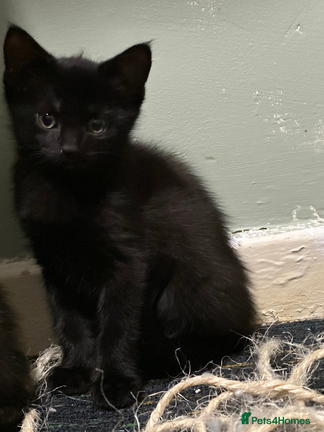 Domestic Shorthair cats for sale: Cute kittens in Dagenham - Image 26