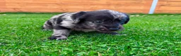 Labradoodle dogs for sale: F1 Labradoodle Merle Babies 🐾🐾🐾 - Advert 30
