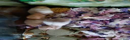 Hamster rodents for sale: Syrain hamster pups in Derby - Advert 3