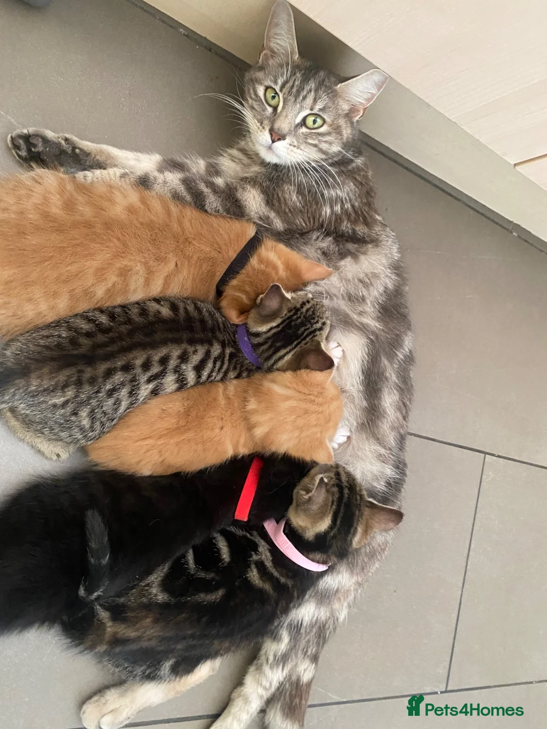 Mixed Breed cats for sale: Beautiful black kitten - girl - Advert 2