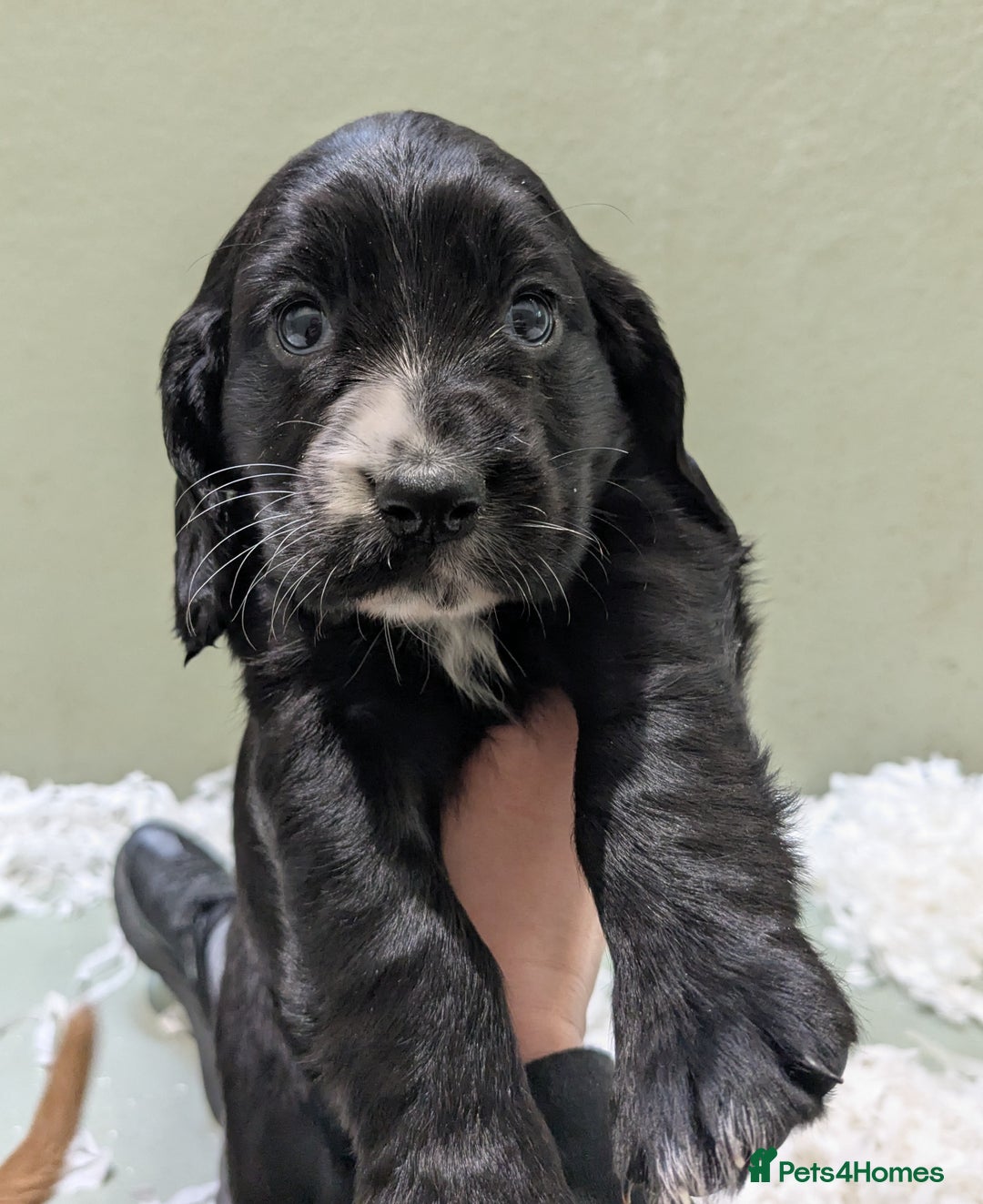 Cocker Spaniel dogs for sale: Beautiful Cocker Girl Pups, READY TO LEAVE-27.7.25 - Image 6