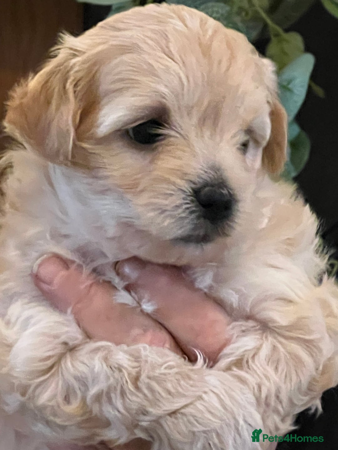 Maltipoo dogs for sale: Maltipoo puppies  - Advert 12