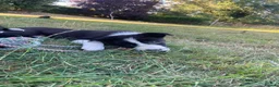 Border Collie dogs for sale: 3 Border Sheep dog Pups for Sale in Llandrindod Wells - Advert 11