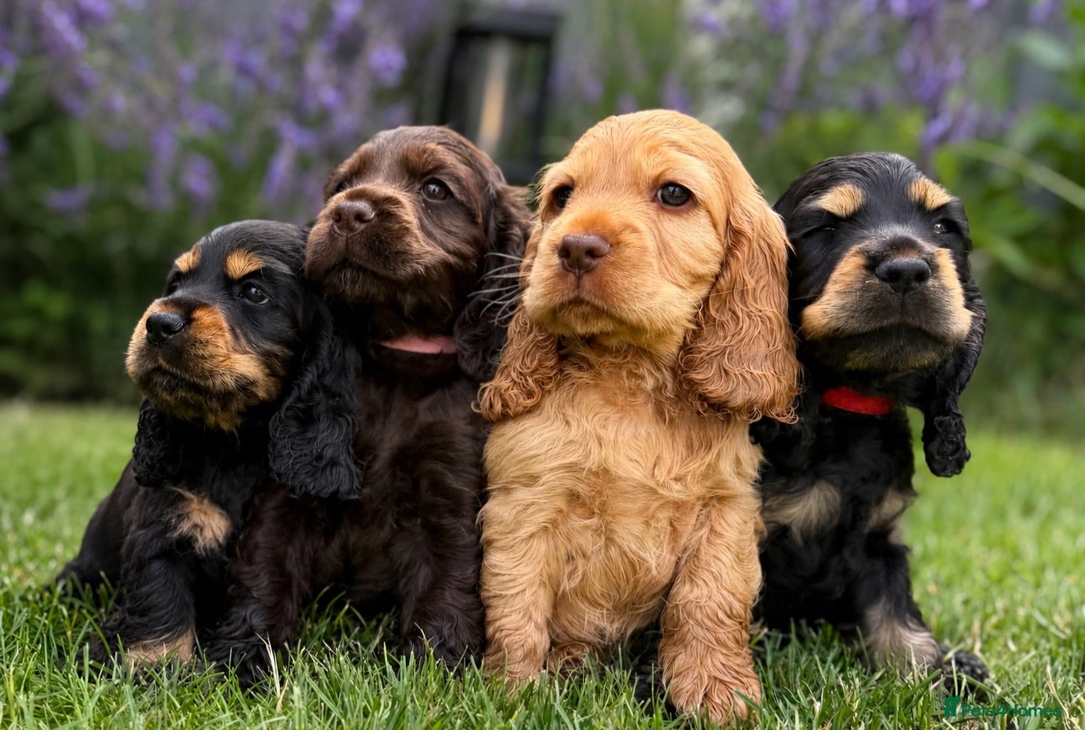 Cocker Spaniel dogs READY SOON🐾 EASTDRAY X SIMBAWOOD🐾 3 GIRLS 3 BOYS - Advert 1