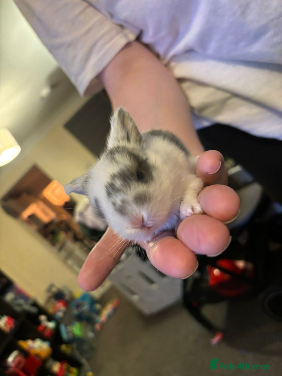 Mini Lop rabbits for sale: Gorgeous mini lop bunnies  - Advert 11