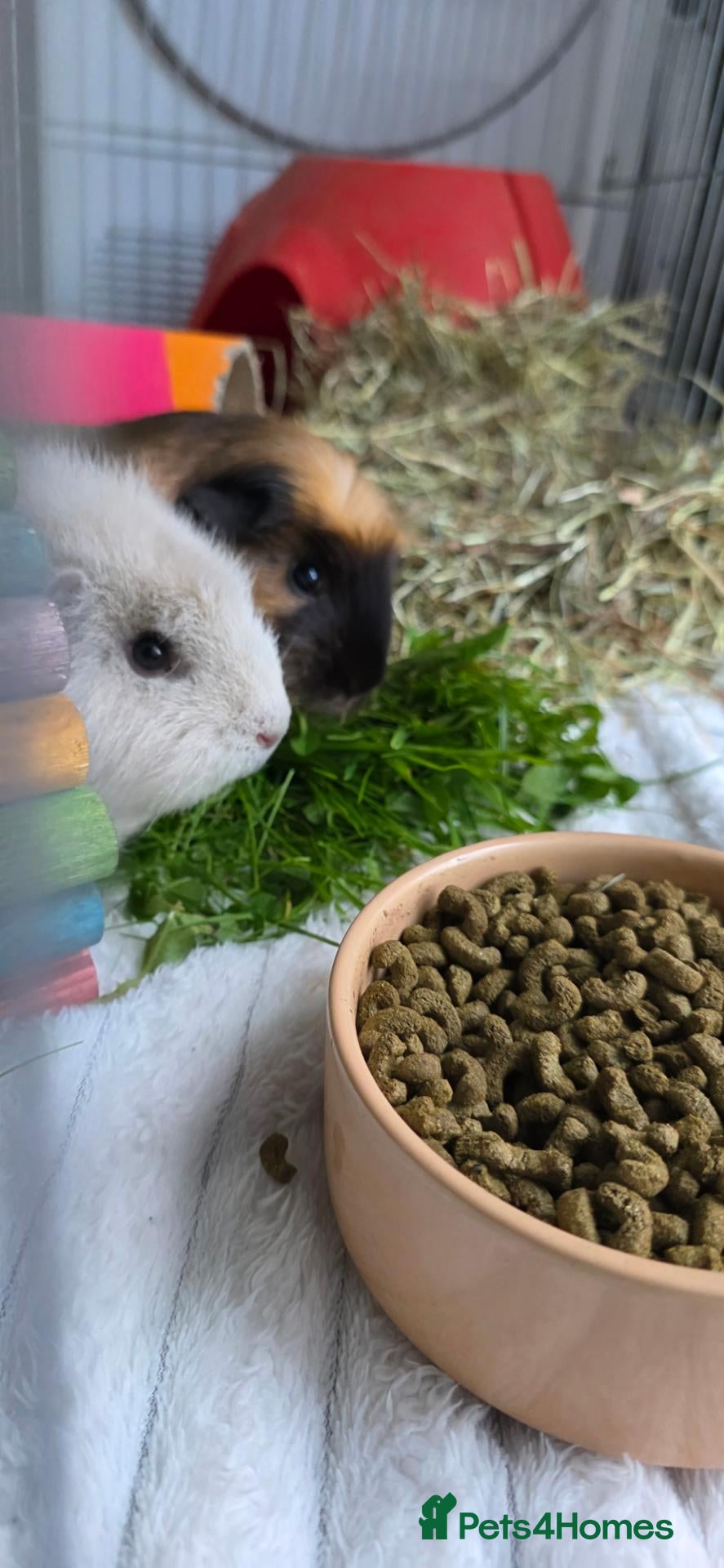 Guinea Pig rodents Two female guinea pigs  - Advert 1