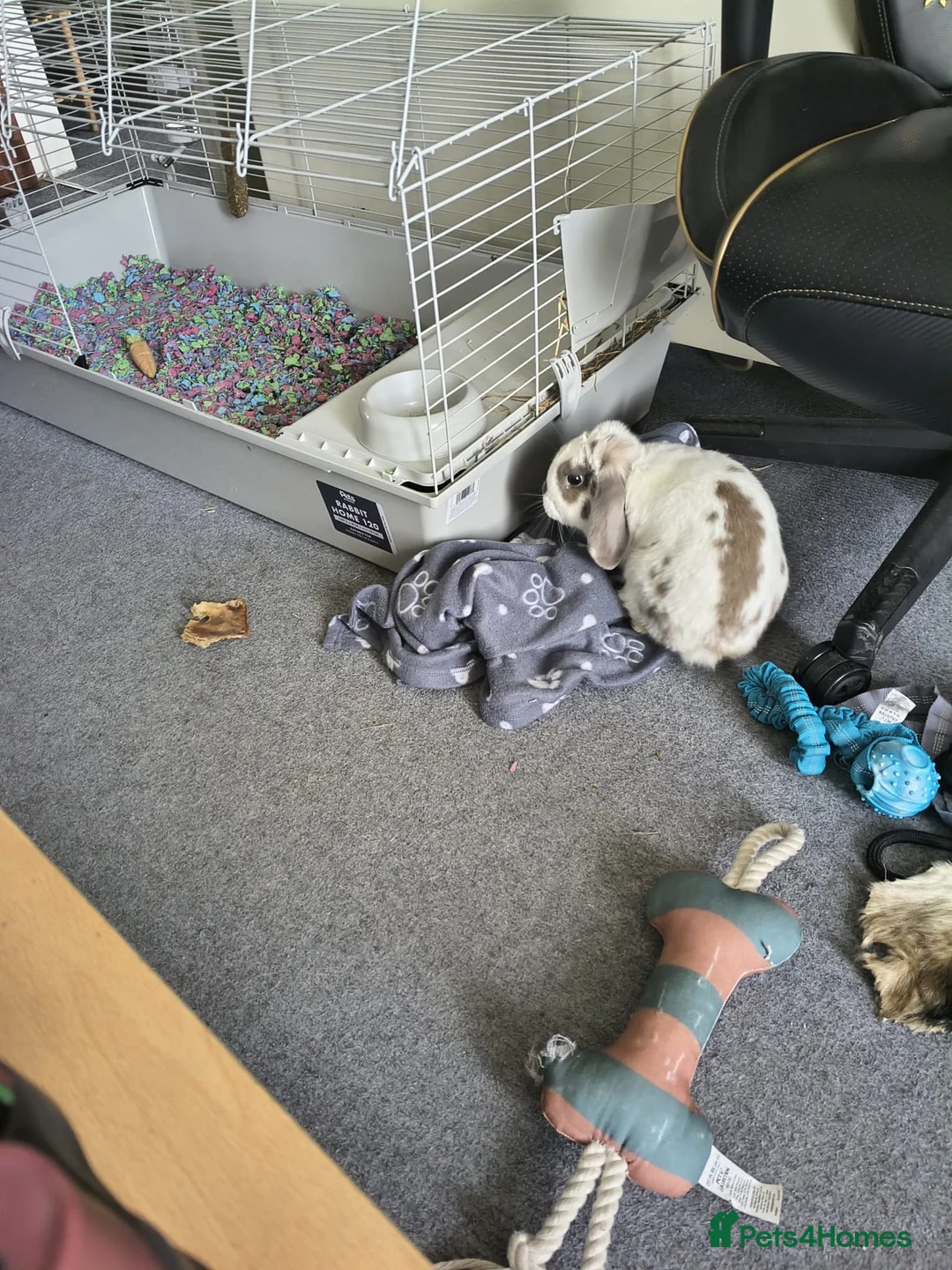 Mini Lop rabbits for sale: Male rabbit  in Milton Keynes - Advert 2