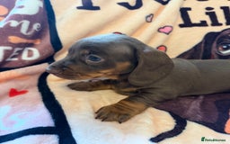 Miniature Dachshund dogs for sale: PRA Clear, KC Reg Miniature Dachshund Girl - Image 6