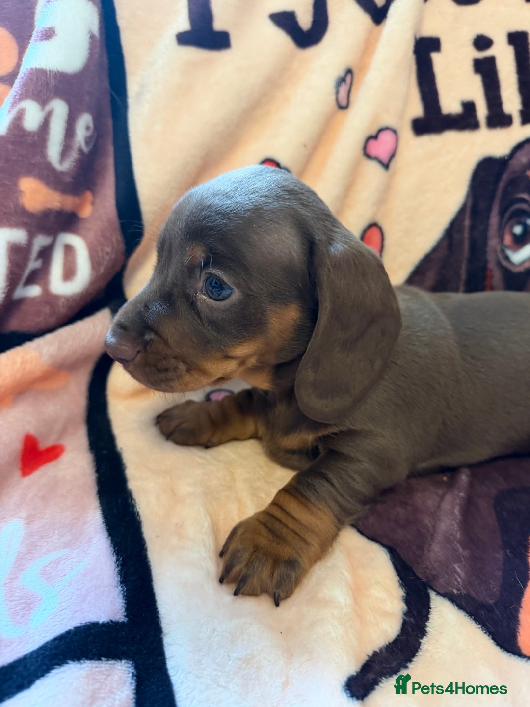 Miniature Dachshund dogs for sale: PRA Clear, KC Reg Miniature Dachshund Girl - Image 6