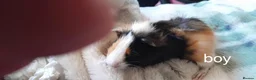 Guinea Pig rodents for sale: Guinea pigs 6 weeks  - Advert 2