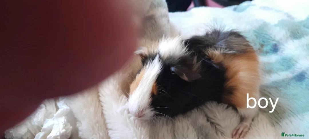 Guinea Pig rodents for sale: Guinea pigs 6 weeks  - Advert 2