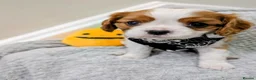 Cavalier King Charles Spaniel dogs for sale: 🌟LAST BOY🌟KC DNA Health tested Cavalier Puppy💙 - Advert 9