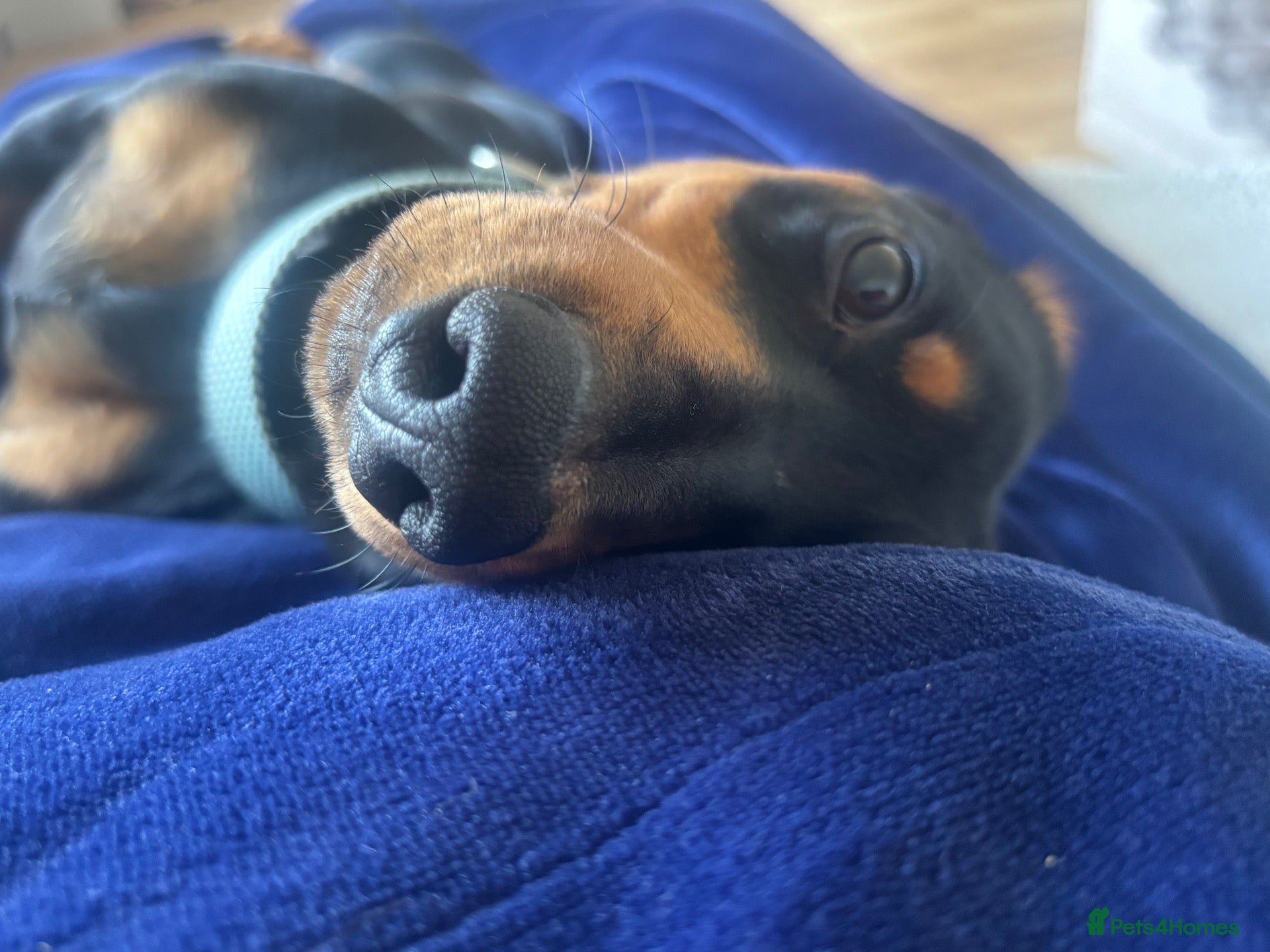 Dachshund dogs for sale: 1 year old for sale.  - Advert 18