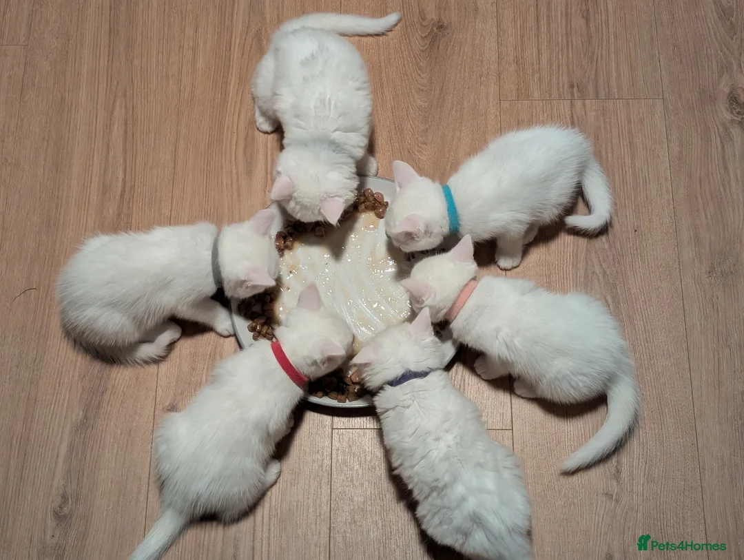 Mixed Breed cats for sale: One beautiful fluffy male kitten  - Advert 2