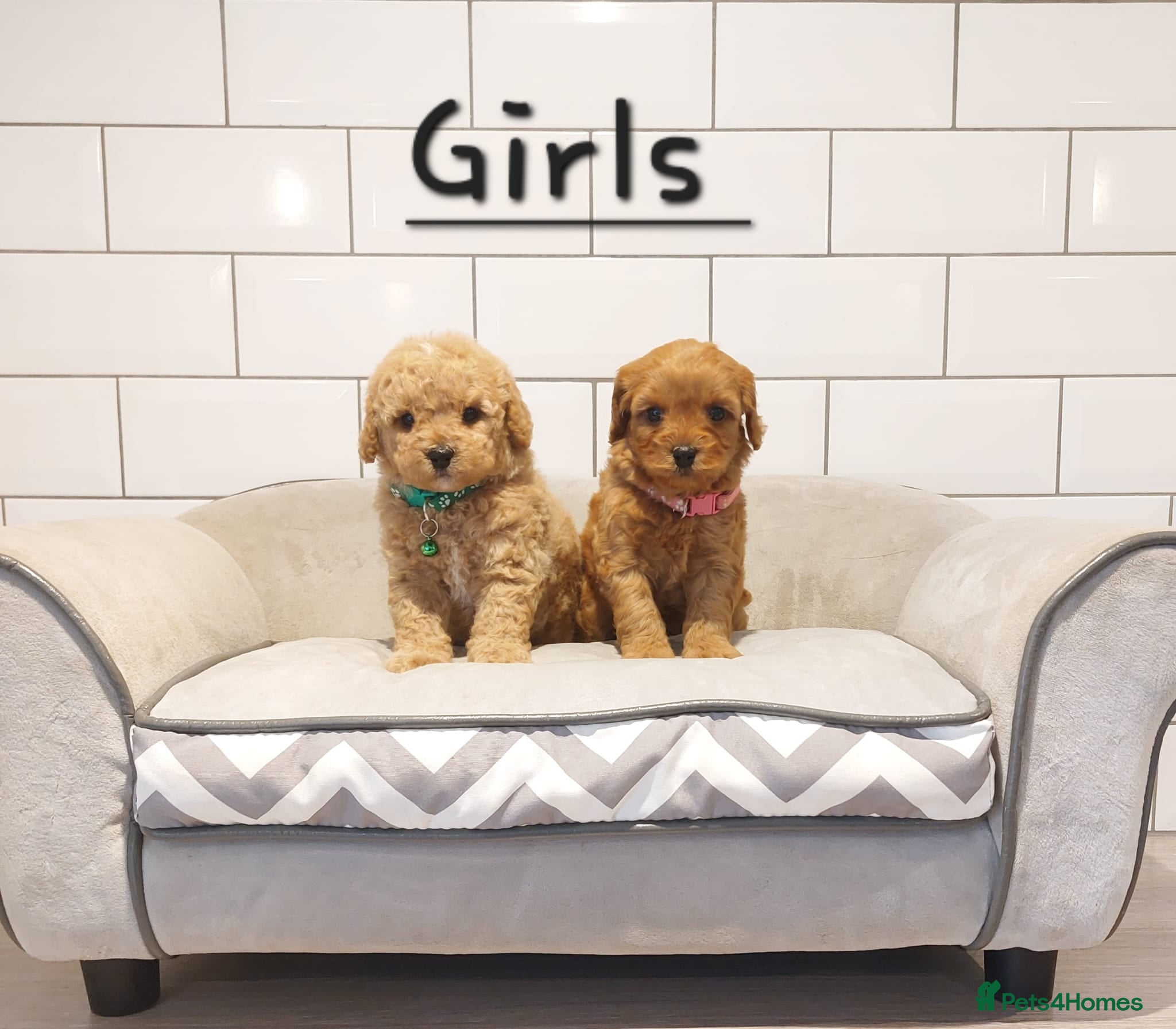 Cavachon dogs Cavapoochon puppies 💕 - Advert 1