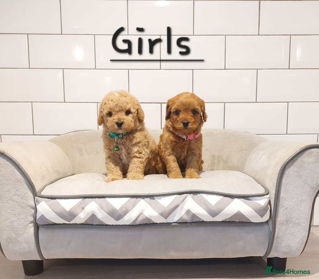 Cavachon dogs for sale: Cavapoochon puppies 💕 - Advert 1