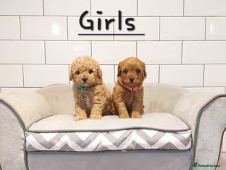 Cavachon dogs Cavapoochon puppies 💕 - Advert 1