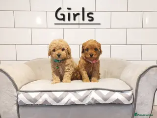 Cavapoochon dogs Cavapoochon puppies 💕 - Advert 2