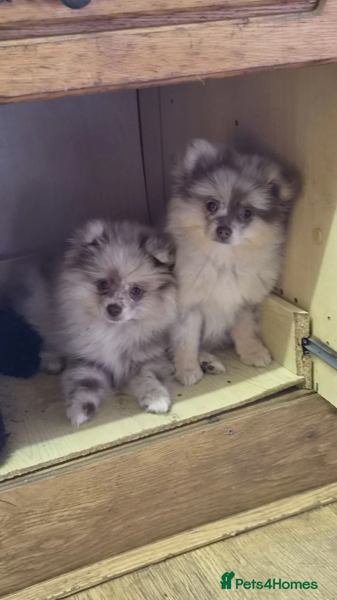 Pomeranian dogs for sale: Chocolate Tri-colour Merle Pomeranian - Advert 2