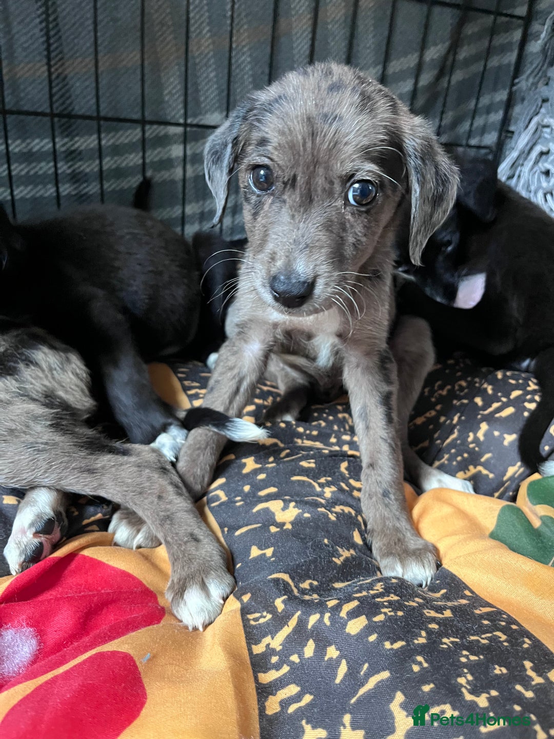 Mixed Breed dogs for sale: Lurcher x lab pups READY NOW!! - Image 23