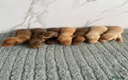 Miniature Dachshund dogs for stud: CREAM DOUBLE INTENSITY STUD! KC reg 5* reviews  in Stockport - Image 11