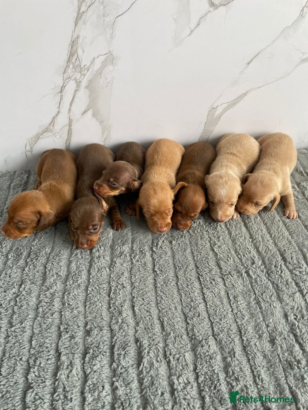 Miniature Dachshund dogs for stud: CREAM DOUBLE INTENSITY STUD! KC reg 5* reviews  in Stockport - Image 11