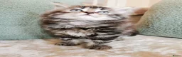 Maine Coon cats for sale: 🐾 Beautiful Maine Coon Kittens 🐾 - Advert 24