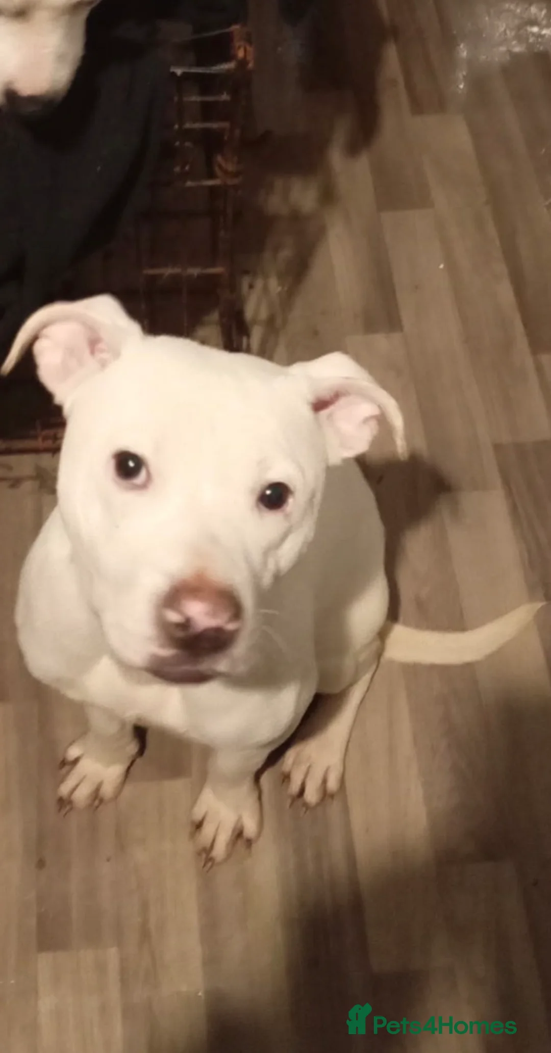 Mixed Breed dogs for sale: Staffy cross  in Galashiels - Advert 6