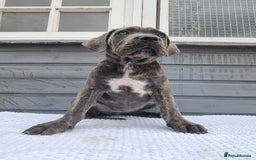 Cane Corso dogs for sale: Italian cane corso puppies  - Image 9