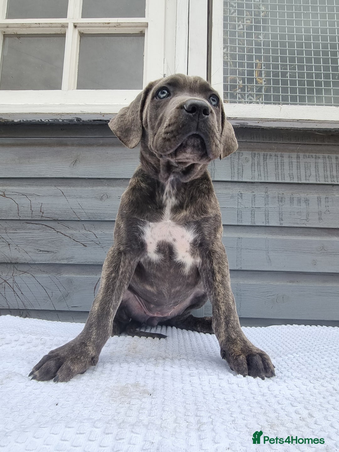 Cane Corso dogs for sale: Italian cane corso puppies  - Image 9